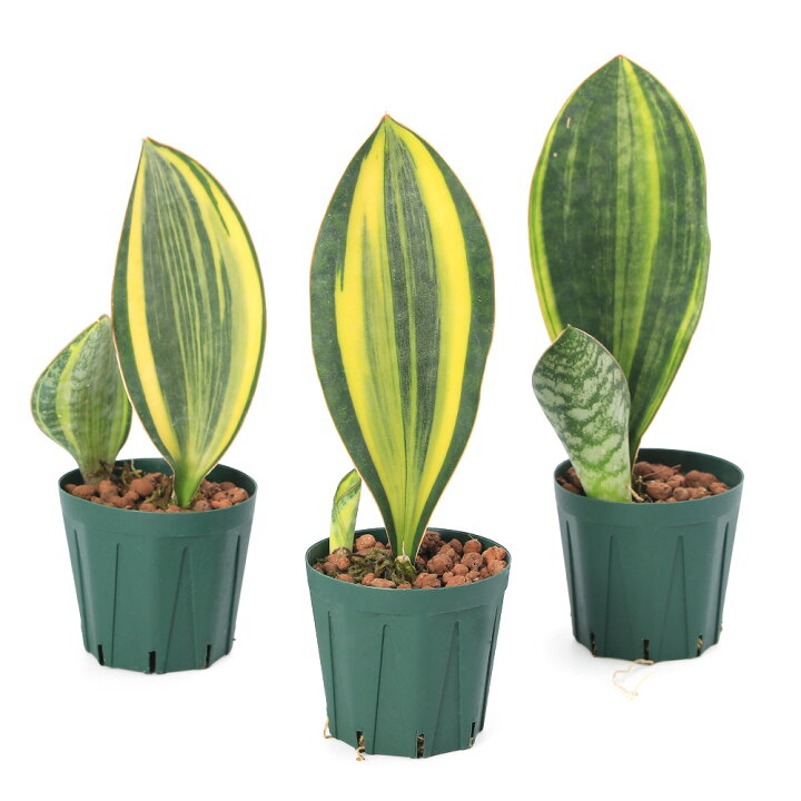楽天市場】（観葉植物）サンスベリア マッソニアーナ 斑入り 2．5号 
