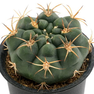 iAjT{e@MmJLE@[KG@3i1j