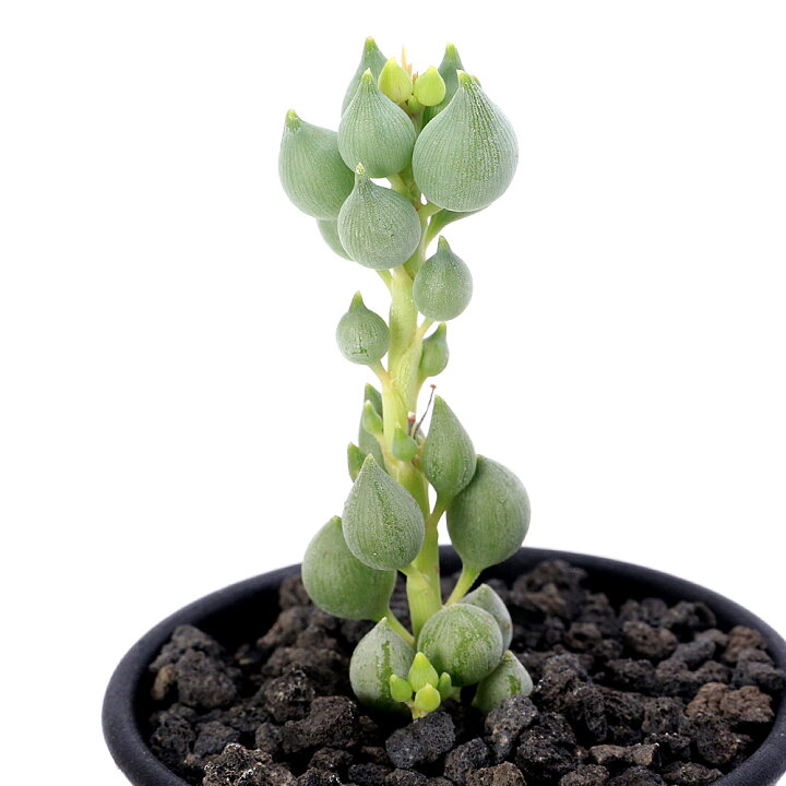 楽天市場】（多肉植物）セネシオ 白寿楽 2．5号（1鉢） : charm 