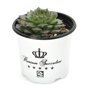 iAjGPxA@xr[R`@3D5i1j