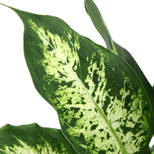 iϗtAjfBtFoLA@RpN^@5i1j