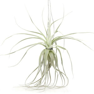 iϗtAjGA[vc@`WA@Xg~lA@XXLTCYi1j