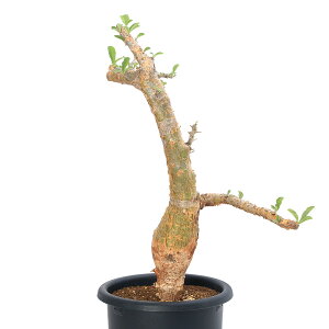 iAj_@ZT^iX@ubZAkX@n@7i1ji351997j