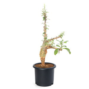 iAj_@ZT^iX@ubZAkX@n@7i1jH`tti352000j