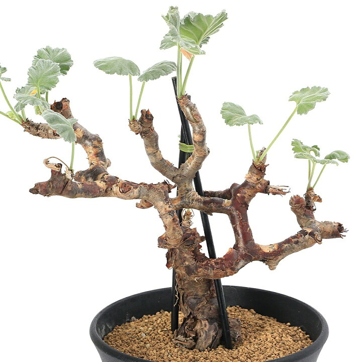 楽天市場】（観葉植物）一点物 ペラルゴニウム ミラビレ 発根管理中 4 