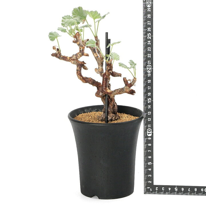 楽天市場】（観葉植物）一点物 ペラルゴニウム ミラビレ 発根管理中 4 