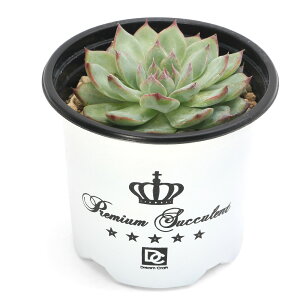 iAjGPxA@\[n[g@3i1|bgj