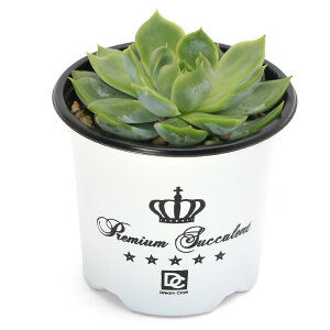 iAjGPxA@x[n[g@3i1|bgj