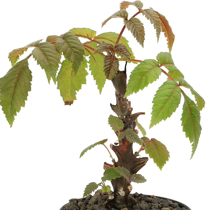 楽天市場】（観葉植物）一点物 ベイセリア メキシカーナ 3号 冬季落葉 