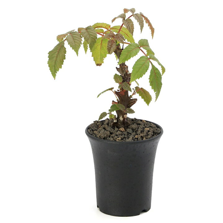 楽天市場】（観葉植物）一点物 ベイセリア メキシカーナ 3号 冬季落葉 