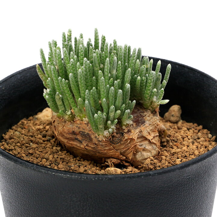 楽天市場】（多肉植物）一点物 アボニア クイナリアssp． アルス 