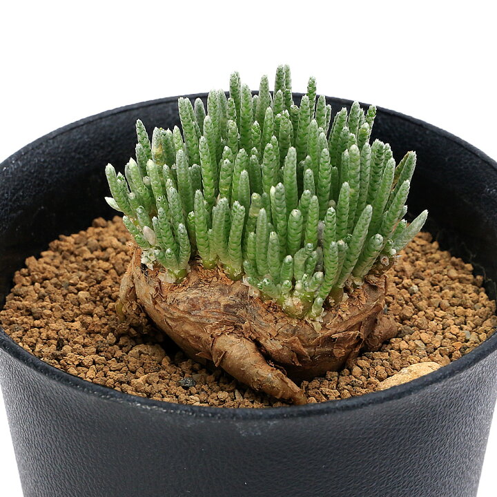 楽天市場】（多肉植物）一点物 アボニア クイナリアssp． アルス  