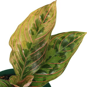 iϗtAjAOIl}@bhA[~[@4i1j