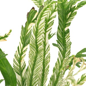 iϗtAjAXvjE@I[XgVJ@oGK[^@4i1j