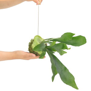 iϗtAj݂艺ۋʁ@RE@rJNV_i1j@nMO@݂艺