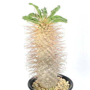 iϗtAj_@pL|fBE@i}NAi@iqJhEjږ؁@5i1j@R[fbNX