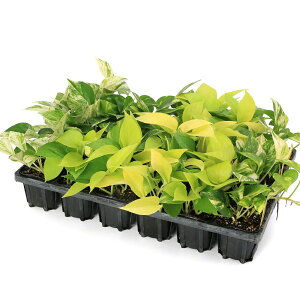 (観葉植物)ポトス 品種おまかせ 3号(24ポット)