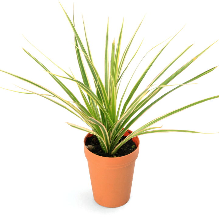 楽天市場】（観葉植物）ドラセナ コンシンネ ホワイポリー 2号ロング 