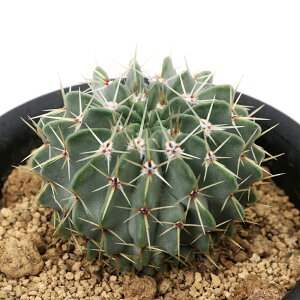 iAjT{e@pfBA@uCjM[@3i1j