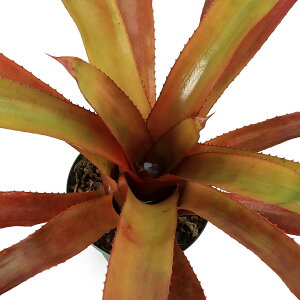 �i�ϗt�A���j�G�N���A�@�o�[�K���f�B�@4���i1���j�^���N�u�������A