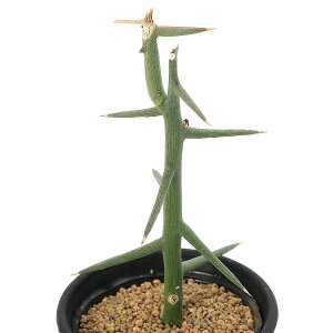 iAjAfjA@O{[T@}ؕc@ς݁@2D5`3i1j