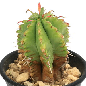 iAj[tHrA@Iہiɂ܂j@2`2D5i1j