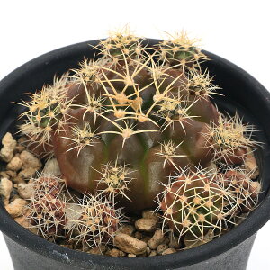 (多肉植物)サボテン ギムノカリキウム ドッピアナム 2.5号(1鉢)