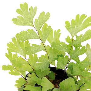 iϗtAjroEvc@AWA^@r[@3cm|bgi1|bgj