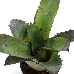 iϗtAj_@zwxMA@ThY@}Ee@3i1j@^NuA