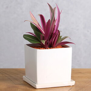 (観葉植物)ムラサキオモト 陶器鉢植え マットホワイト(1鉢)受け皿付 セラミス おしゃれ プレゼント