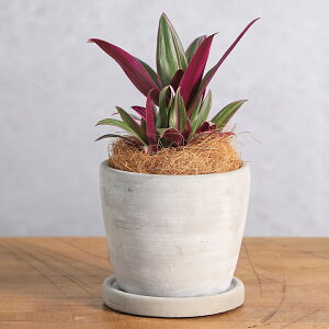 (観葉植物)ムラサキオモト セメントポット ラウンドS(1鉢) 受皿付き!ココヤシファイバー 観葉植物 おしゃれ 卓上サイズ