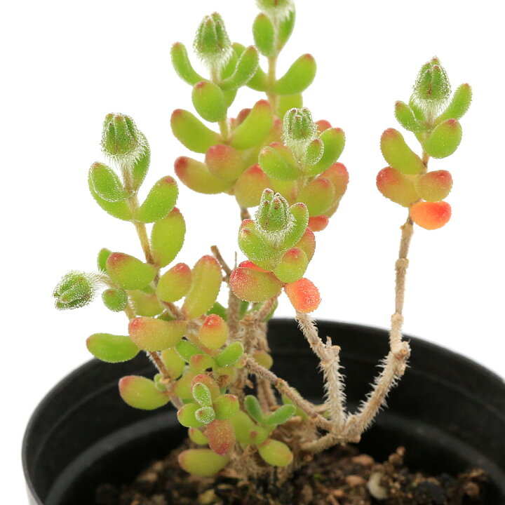 楽天市場】（観葉植物）ドロサンテマム レッドダイヤモンド 2号（1鉢 