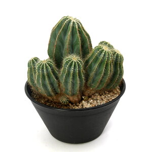 iAj_@T{e@pfBA@pہiGCJ}j@9i1j