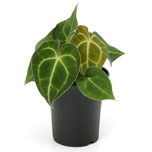 iϗtAjAXE@V}E`@3D5`4i1j