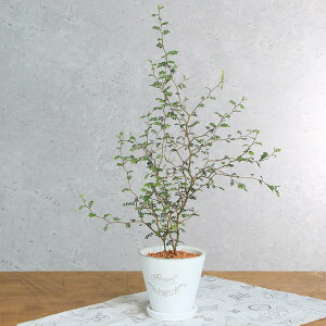 (観葉植物)メルヘンの木 フレグランドラウンドポットXS植え(1鉢)受皿付 セラミス 鉢植え おしゃれ 室内 プレゼント