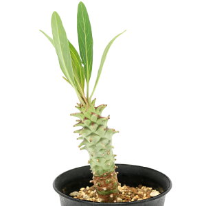 iAj_@[tHrA@McxN[T@3i1j