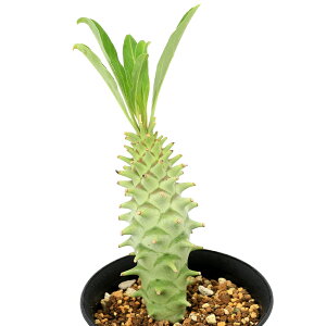 iAj_@[tHrA@McxN[T@3i1j