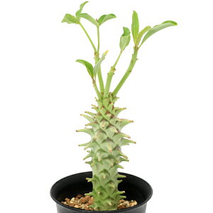 iAj_@[tHrA@McxN[T@3i1j