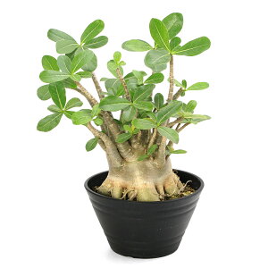 iAj_@AfjE@ArJ@7@~Gti1j