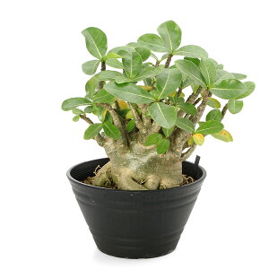 iAj_@AfjE@ArJ@7@~Gti1j