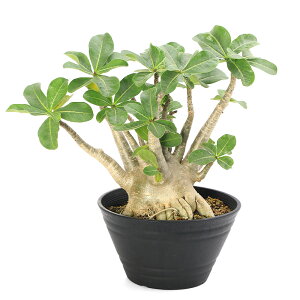 iAj_@AfjE@ArJ@7@~Gti1j