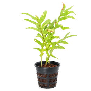 iϗtAj_@V_@hiA@NGLtHA@@XLTCY@7i1ji353451j