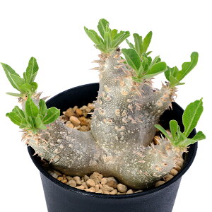 iAjpL|fBE@fVJE@b单@c@3i1j@R[fbNX