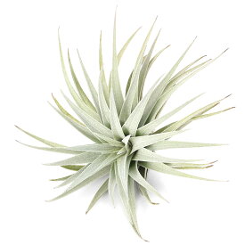 （観葉植物）エアープランツ　チランジア　メリディオナリス　Mサイズ（1株）