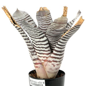 iϗtAj_@GNA@`eBj[@nCubh@4i1j