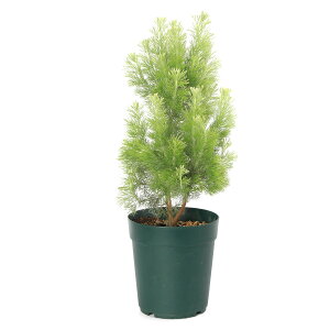 iϗtAjAfigX@ZPEXiAoj[EH[[ubVj@6i1j@I[W[vc