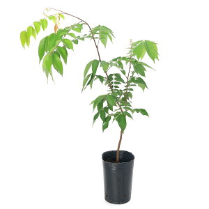 iϗtAjʎc@X^[t[c@4D5i1|bgj@ƒ؉@ʕ@t[c