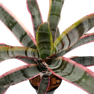 iϗtAj_@GNA@Ig@3i1j^NuA