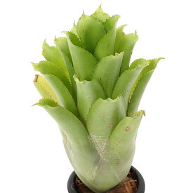 （観葉植物）一点物　エクメア　レクルバータ×ファスキアータ　3号（1鉢）タンクブロメリア