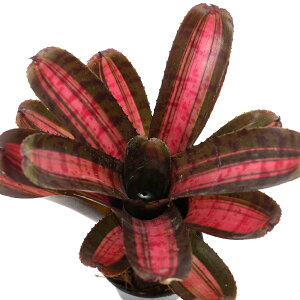 iϗtAjlIQA@X^[uXg@2i1j